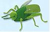 grasshopper's Photo