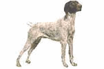 bird dog's Photo