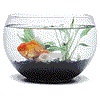 swordfish's Photo