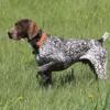 Bird-Dog's Photo