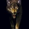 Wolfman's Photo